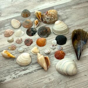 Assorted shells from Florida, Rhode Island, and Cape Cod beaches